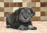 Teddy, a male Miniature Schnauzer for sale in Denver, PA – 2 of 4