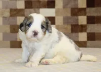 Chip, a male Miniature Bernedoodle for sale in Denver, PA – 2 of 3