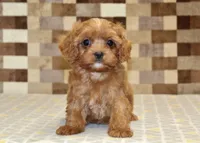 Ivan, a male Cavapoo for sale in Denver, PA – 3 of 4