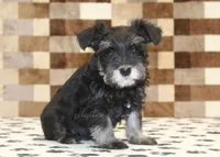 Pearl, a female Miniature Schnauzer for sale in Denver, PA – Photo 4 of 4