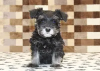 Pearl, a female Miniature Schnauzer for sale in Denver, PA – Photo 3 of 4