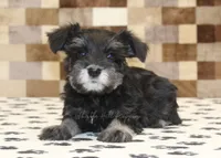 Pearl, a female Miniature Schnauzer for sale in Denver, PA – Photo 2 of 4