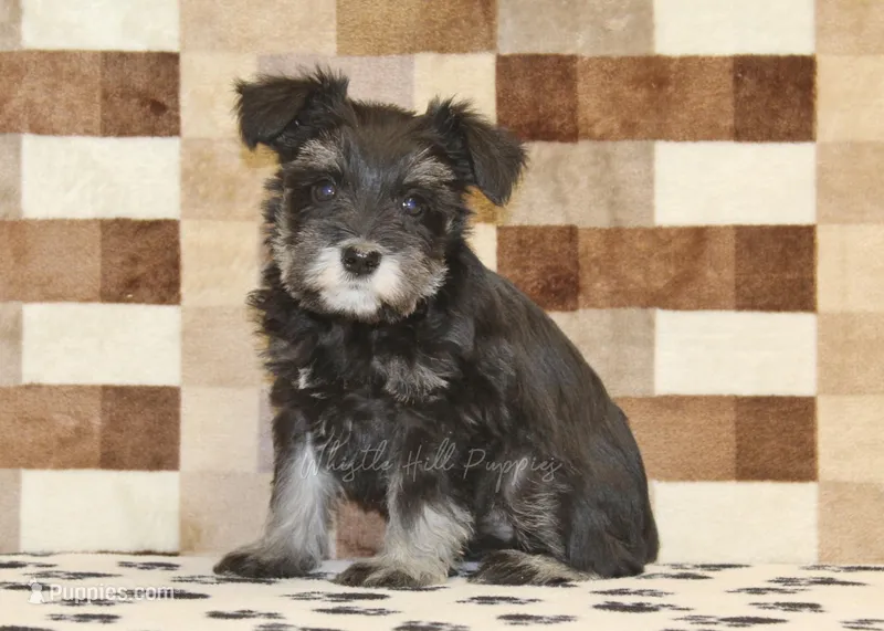 Pearl, a female Miniature Schnauzer for sale in Denver, PA – Photo 1 of 4