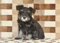 Pearl, a female Miniature Schnauzer for sale in Denver, PA – Photo 1 of 4