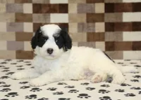 Kodiak, a male Miniature Bernedoodle for sale in Denver, PA – 2 of 4