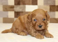 Donny, a male Cavapoo for sale in Denver, PA – 1 of 3