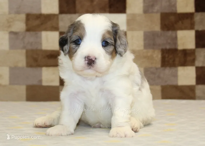 Chip – Miniature Bernedoodle puppy for sale in Denver, PA