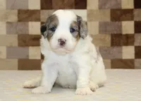 Chip, a male Miniature Bernedoodle for sale in Denver, PA – 1 of 3