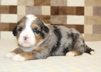 Charlie, a male Miniature Bernedoodle for sale in Denver, PA – 7 of 7