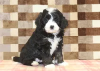 Cupcake, a female Miniature Bernedoodle for sale in Denver, PA – 5 of 8