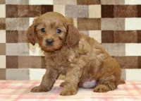 George, a male Cavapoo for sale in Denver, PA – 4 of 4