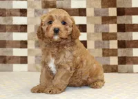 Diego, a male Cavapoo for sale in Denver, PA – 4 of 8