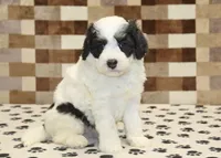 Kodiak, a male Miniature Bernedoodle for sale in Denver, PA – 1 of 4