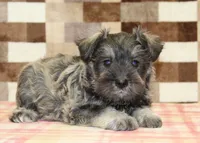 Ernie, a male Miniature Schnauzer for sale in Denver, PA – 2 of 4