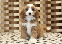 Fancy, a female Cavapoo and Miniature Bernedoodle for sale in Denver, PA – 3 of 8