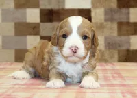 Frank, a male Cavapoo and Miniature Bernedoodle for sale in Denver, PA – 3 of 4