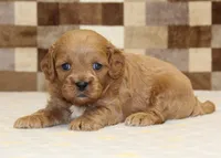 Dylan, a male Cavapoo for sale in Denver, PA – 3 of 3