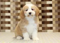 Honey, a female Miniature Bernedoodle for sale in Denver, PA – 3 of 4