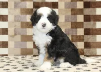 Larry, a male Miniature Bernedoodle for sale in Denver, PA – Photo 4 of 4