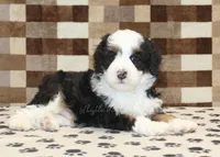 Larry, a male Miniature Bernedoodle for sale in Denver, PA – Photo 2 of 4