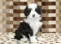 Larry, a male Miniature Bernedoodle for sale in Denver, PA – Photo 1 of 4