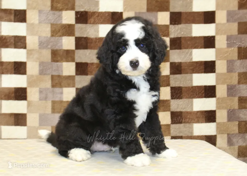 Cody – Miniature Bernedoodle puppy for sale in Denver, PA