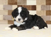 Jacob, a male Cavapoo and Miniature Bernedoodle for sale in Denver, PA – 2 of 4