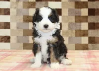 Henry, a male Miniature Bernedoodle for sale in Denver, PA – 3 of 5