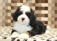 Larry, a male Miniature Bernedoodle for sale in Denver, PA – Photo 2 of 4