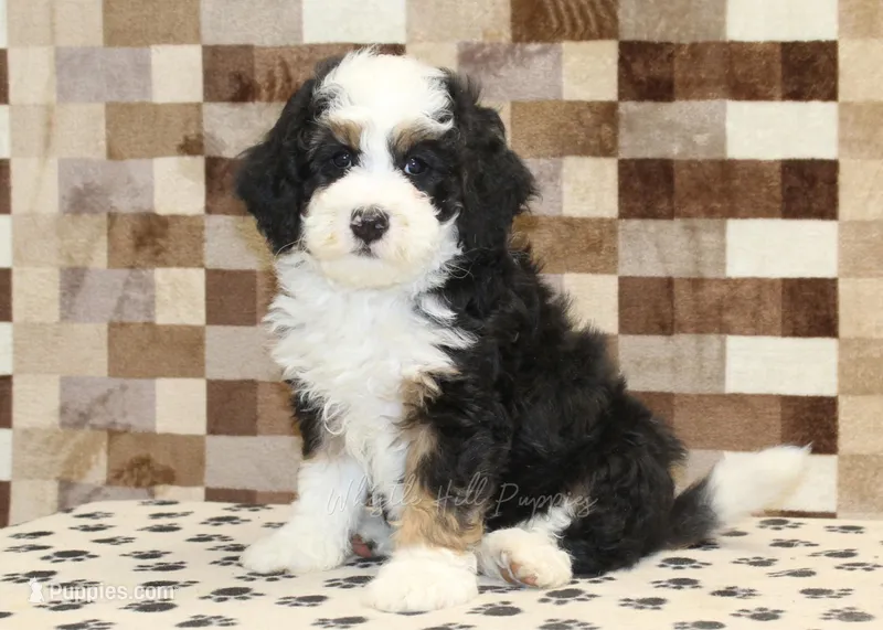 Larry – Miniature Bernedoodle puppy for sale in Denver, PA