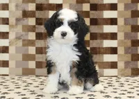 Larry, a male Miniature Bernedoodle for sale in Denver, PA – Photo 3 of 4
