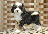 Larry, a male Miniature Bernedoodle for sale in Denver, PA – Photo 4 of 4