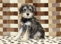 Elmo, a male Miniature Schnauzer for sale in Denver, PA – 4 of 8