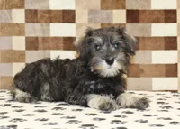 Elsa, a female Miniature Schnauzer for sale in Denver, PA – 2 of 4
