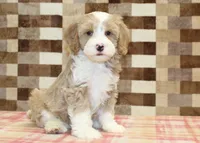 Jack, a male Cavapoo and Miniature Bernedoodle for sale in Denver, PA – 4 of 4