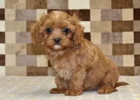 Ivan, a male Cavapoo for sale in Denver, PA – 4 of 4
