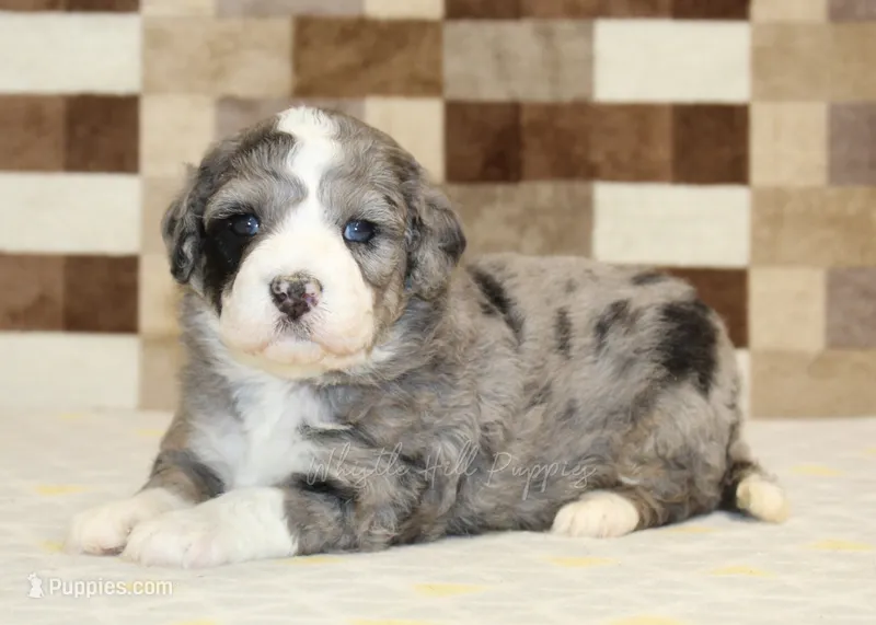 Cassie – Miniature Bernedoodle puppy for sale in Denver, PA