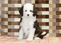 Honey, a female Miniature Bernedoodle for sale in Denver, PA – Photo 1 of 4