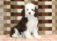Honey, a female Miniature Bernedoodle for sale in Denver, PA – Photo 4 of 4