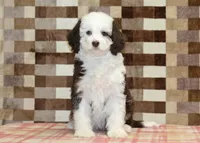 Honey, a female Miniature Bernedoodle for sale in Denver, PA – Photo 3 of 4