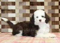 Honey, a female Miniature Bernedoodle for sale in Denver, PA – Photo 2 of 4