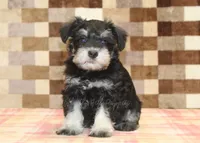 Ellie, a female Miniature Schnauzer for sale in Denver, PA – 5 of 5