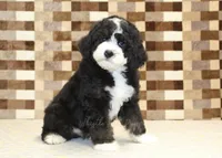 Chief, a male Miniature Bernedoodle for sale in Denver, PA – 4 of 8