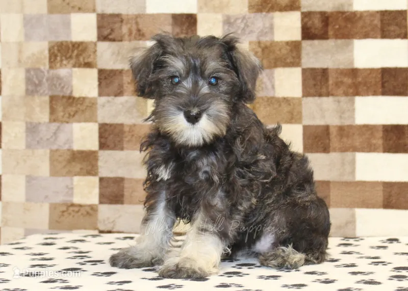 Elsa – Miniature Schnauzer puppy for sale in Denver, PA