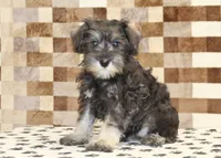 Elsa, a female Miniature Schnauzer for sale in Denver, PA – 1 of 4