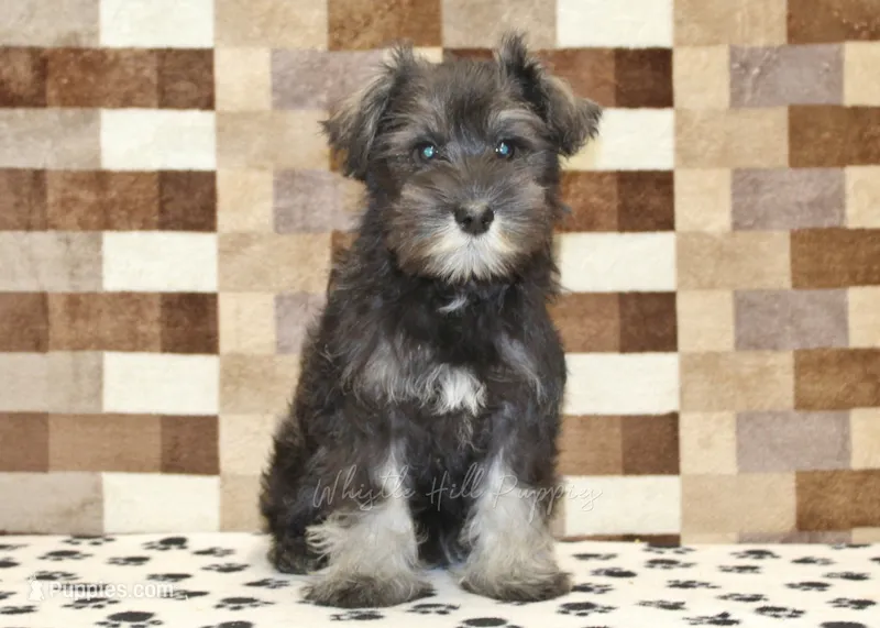 Echo – Miniature Schnauzer puppy for sale in Denver, PA