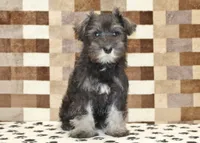 Echo, a female Miniature Schnauzer for sale in Denver, PA – 1 of 4