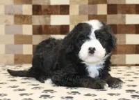 processed/7656d0f3-f861-47e0-bb78-543d34a1e63b/listing/38a7e0c2-f8a3-4f8b-95cb-92615d3e4e50/58ce00f7-4332-4eba-af63-0cb78ecb153d