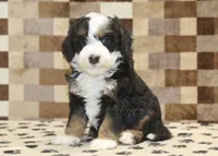 Lenny, a male Miniature Bernedoodle for sale in Denver, PA – Photo 1 of 4
