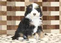 Lenny, a male Miniature Bernedoodle for sale in Denver, PA – Photo 4 of 4